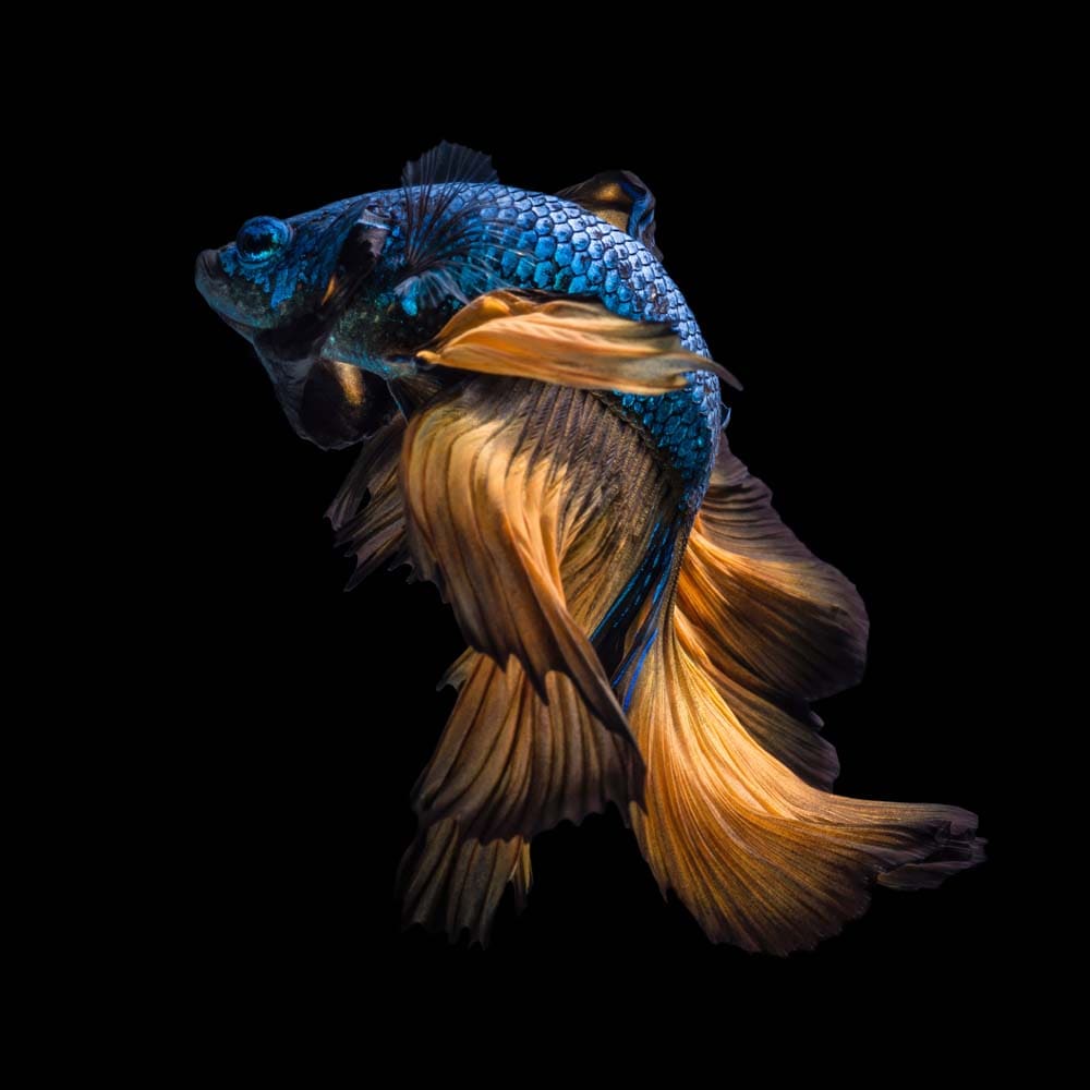 Betta Fish Glass Kitchen Splashback