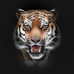 Front-Facing Tiger in Spotlight Printed Glass  Splashback - CreoGlass E-Shop
