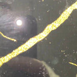 Golden - Black Calacatta Splashback - CreoGlass E-Shop