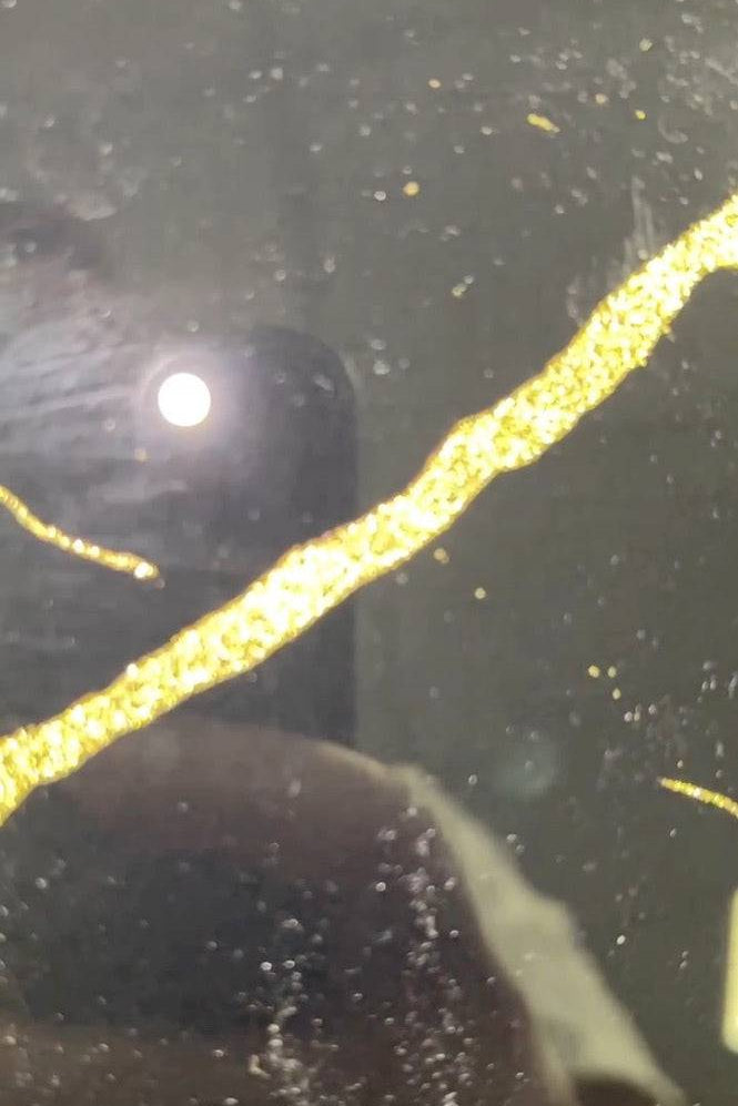 Golden - Black Calacatta Splashback - CreoGlass E-Shop