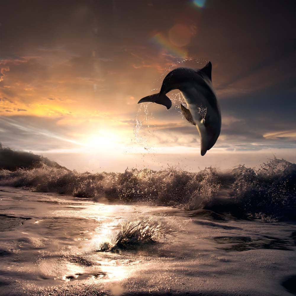 Leaping Dolphin Classic Printed Glass Splashback - CreoGlass E-Shop