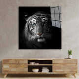 White Tiger in Spotlight Glass Wall Art - CreoGlass E-Shop