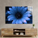Blue Cape Daisy With Pink Droplets Glass Wall Art - CreoGlass E-Shop