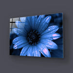 Blue Cape Daisy With Pink Droplets Glass Wall Art - CreoGlass E-Shop