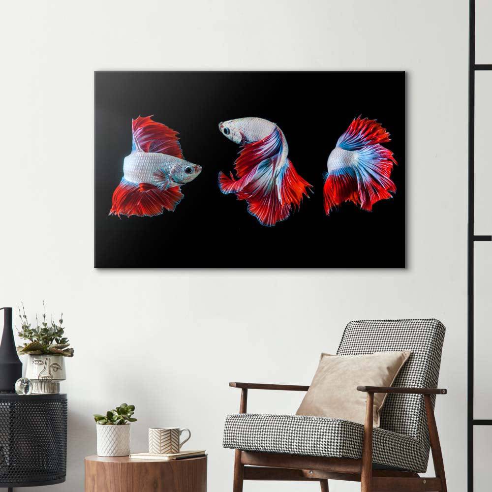 Halfmoon Betta Fish 2 Glass Wall Art - CreoGlass E-Shop