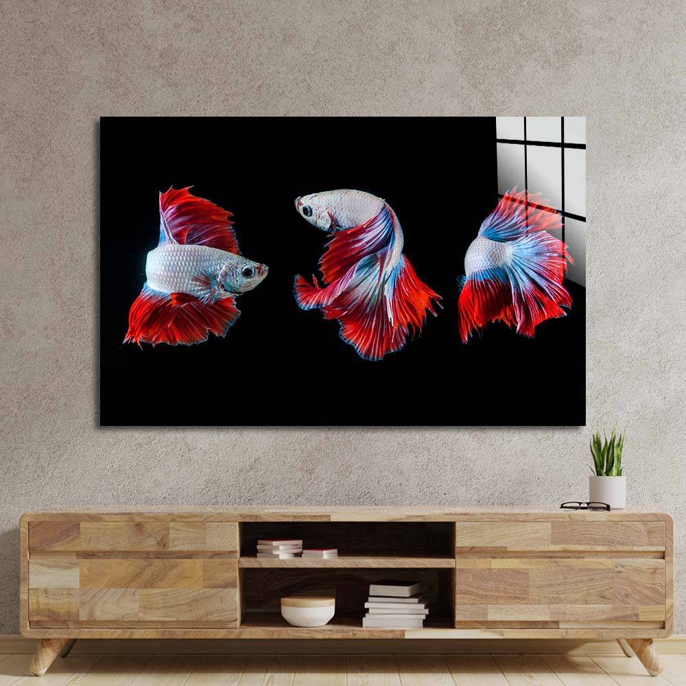 Halfmoon Betta Fish 2 Glass Wall Art - CreoGlass E-Shop