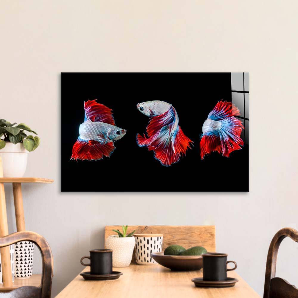 Halfmoon Betta Fish 2 Glass Wall Art - CreoGlass E-Shop