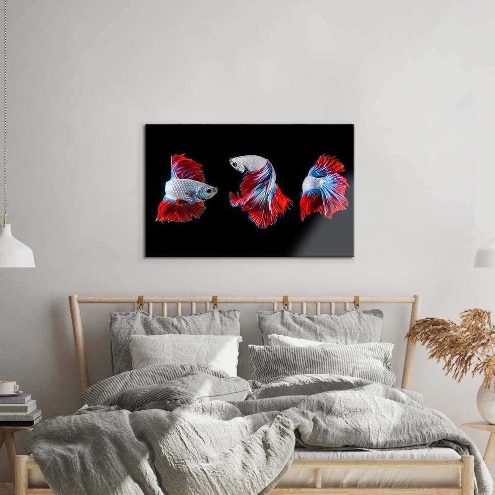 Halfmoon Betta Fish 2 Glass Wall Art - CreoGlass E-Shop