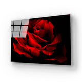 Red Rose with Black Background Glass Wall Art - CreoGlass E-Shop