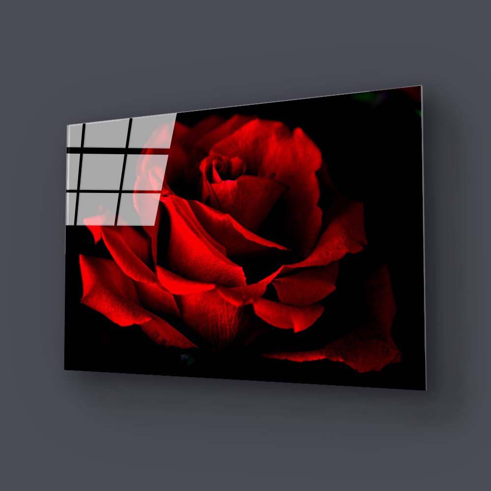 Red Rose with Black Background Glass Wall Art - CreoGlass E-Shop