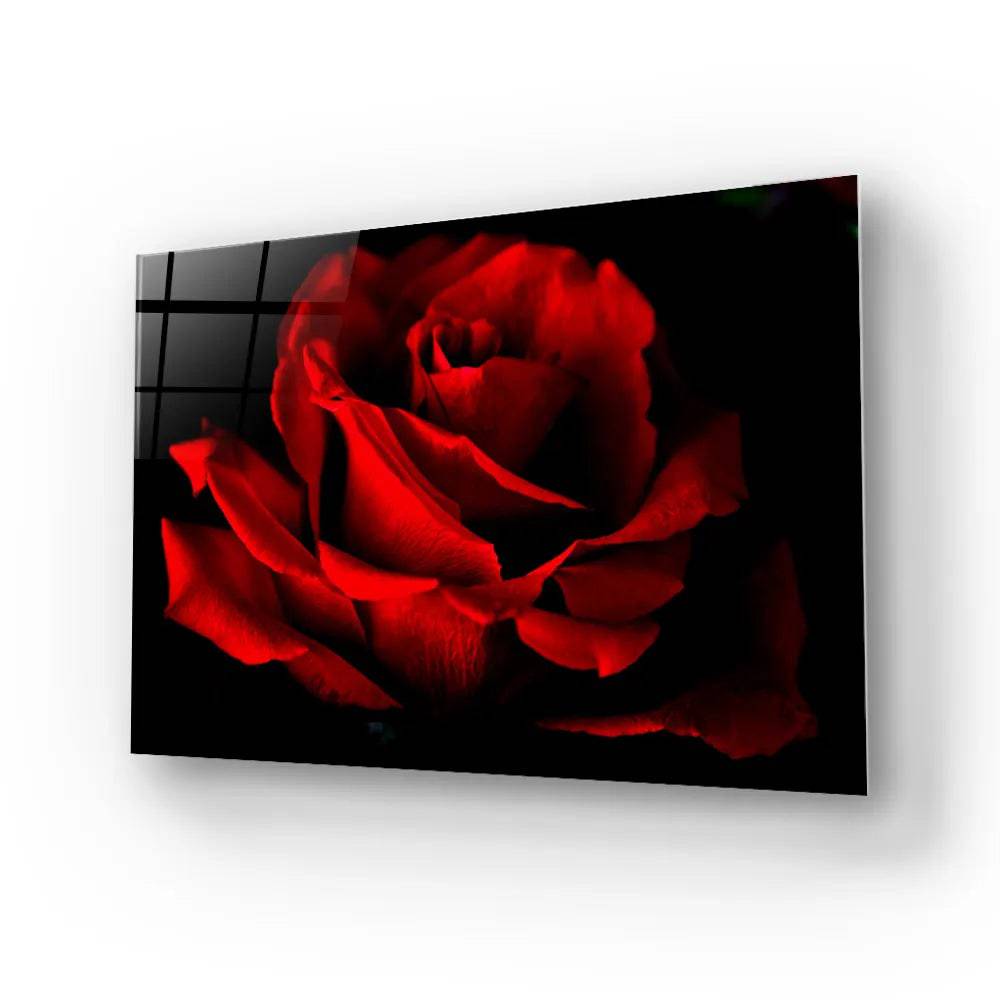 Red Rose With Black Background Glass Wall Art - CreoGlass E-Shop