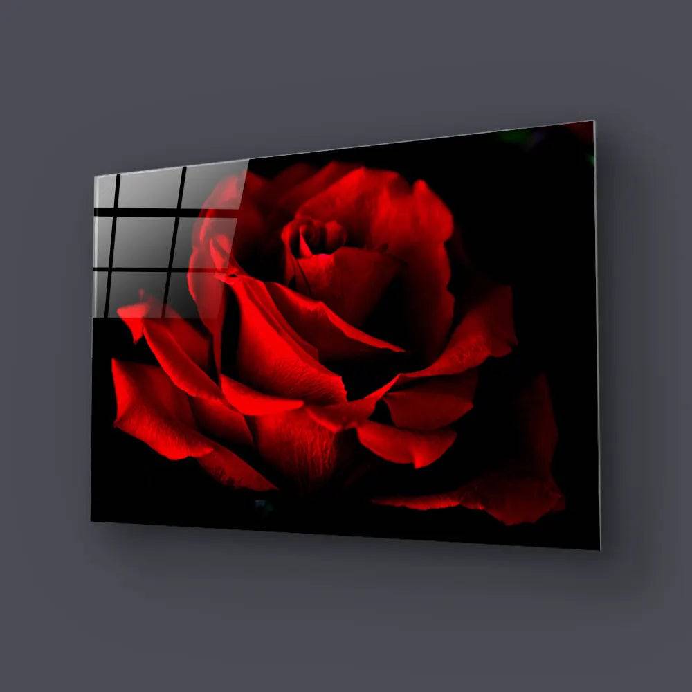 Red Rose With Black Background Glass Wall Art - CreoGlass E-Shop