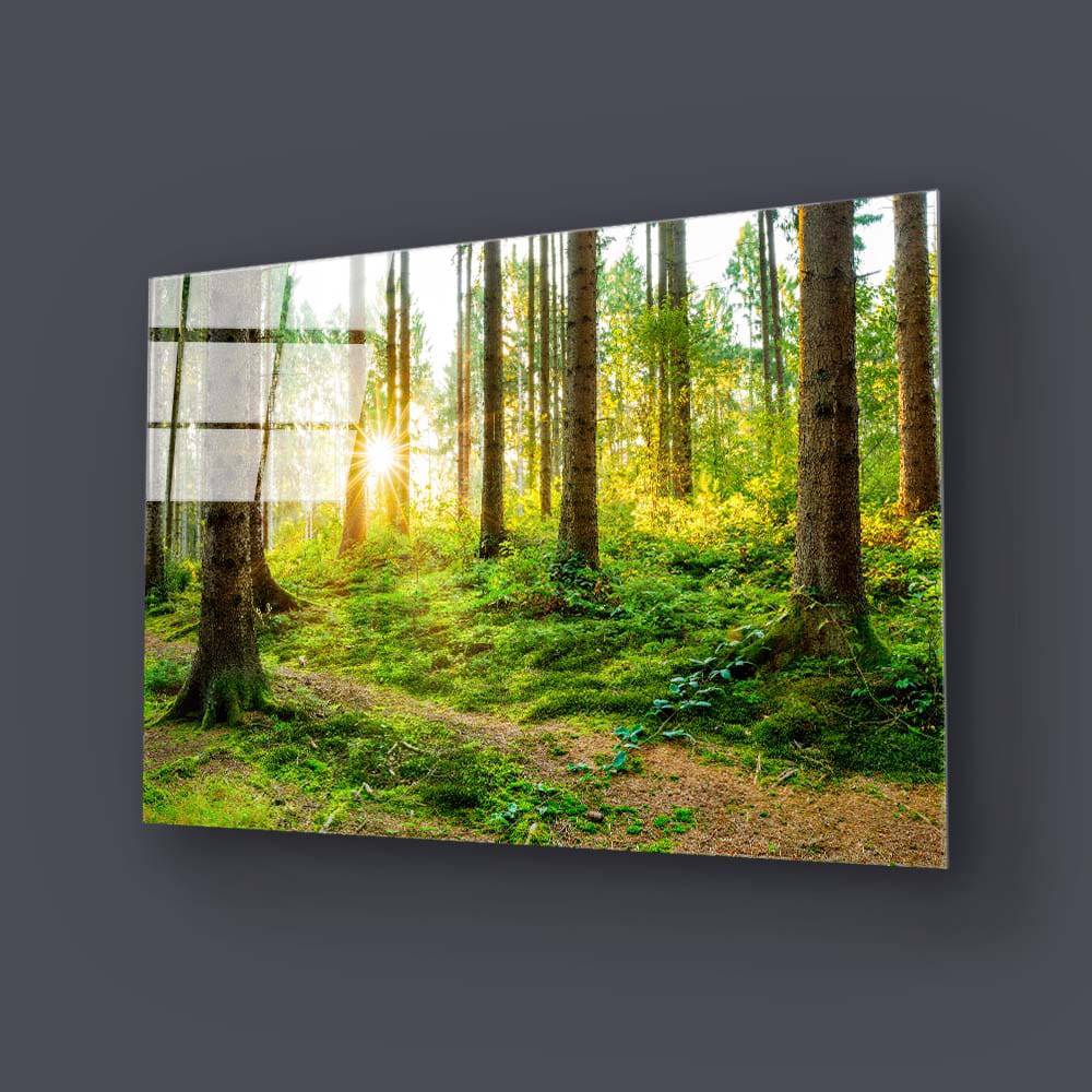 Sunshine in Forest Glass Wall Art - CreoGlass E-Shop