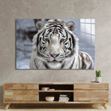 White Bengal Tiger Closeup Glass Wall Art - CreoGlass E-Shop