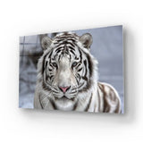 White Bengal Tiger Closeup Glass Wall Art - CreoGlass E-Shop