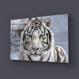 White Bengal Tiger Closeup Glass Wall Art - CreoGlass E-Shop