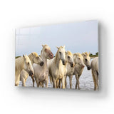 White Horses Glass Wall Art - CreoGlass E-Shop
