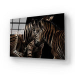 Zebra Family Close Up Black Background Glass Wall Art - CreoGlass E-Shop