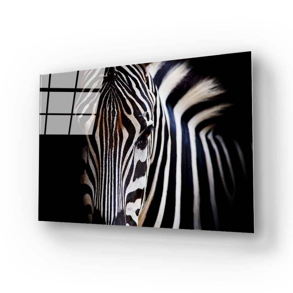 Zebra Spotlight Black Background Glass Wall Art - CreoGlass E-Shop