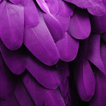 Purple Macaw Feathers Macro Photograph Glass Kitchen Splashback
