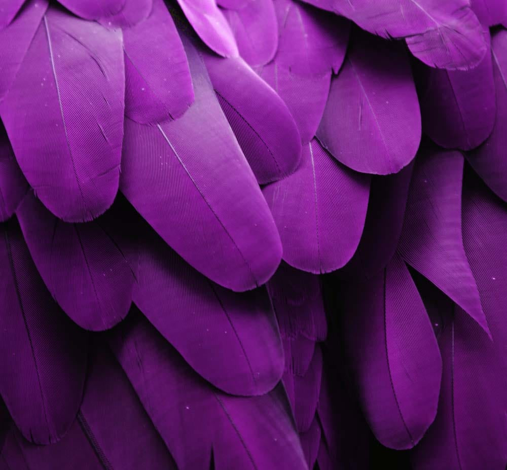Purple Macaw Feathers Macro Photograph Glass Kitchen Splashback