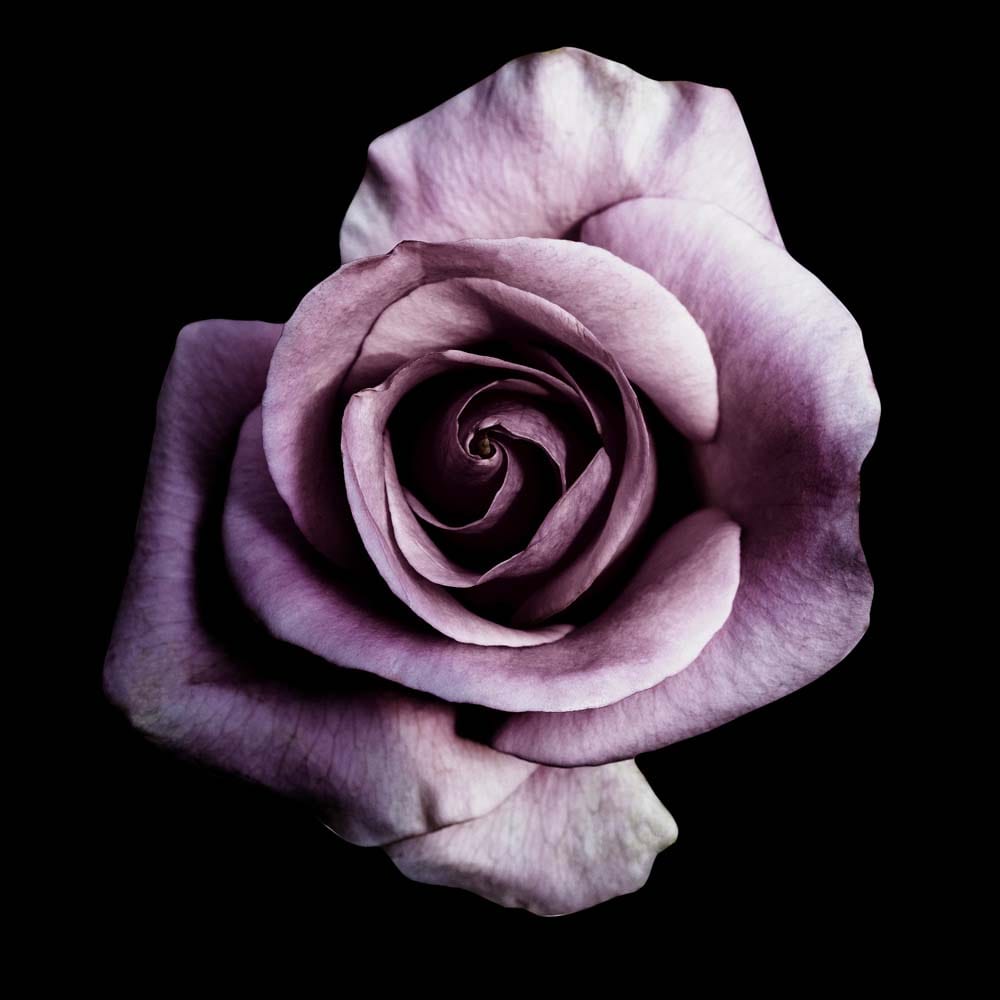 Purple Rose Glass Kitchen Splashback