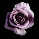 Purple Rose Glass Kitchen Splashback