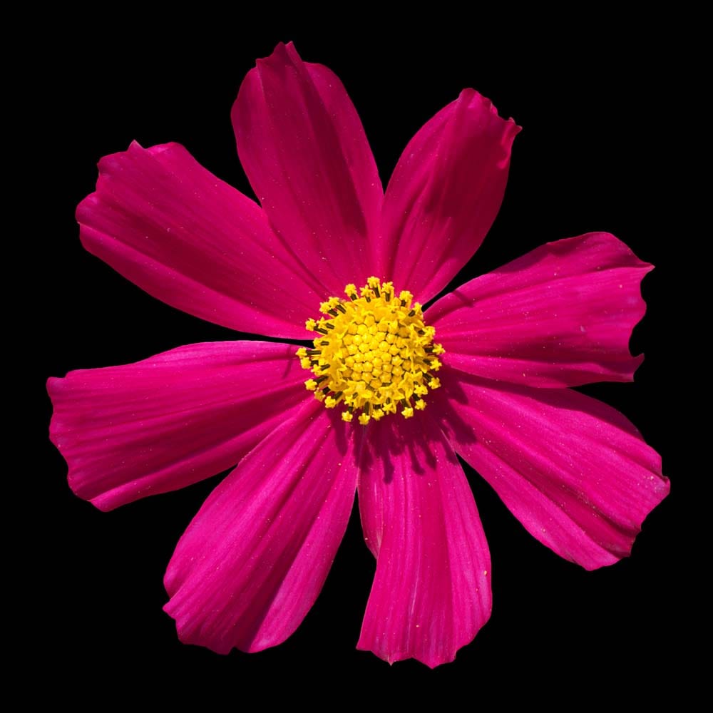 Red Daisy Glass Kitchen Splashback