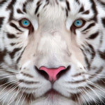 White Tiger Glass Kitchen Splashback
