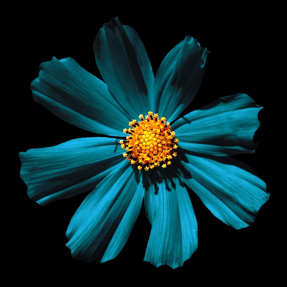 Cerulean Daisy Glass Kitchen Splashback