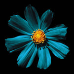 Cerulean Daisy Printed Glass  Splashback - CreoGlass E-Shop