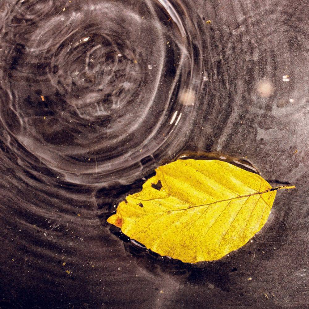 Fallen Autumn Leaf on Water Printed Glass  Splashback - CreoGlass E-Shop