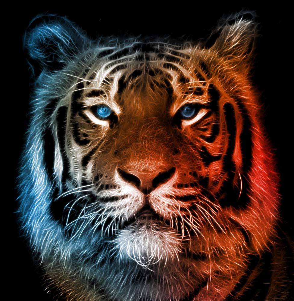 Fire and Ice Tiger Printed Glass  Splashback - CreoGlass E-Shop