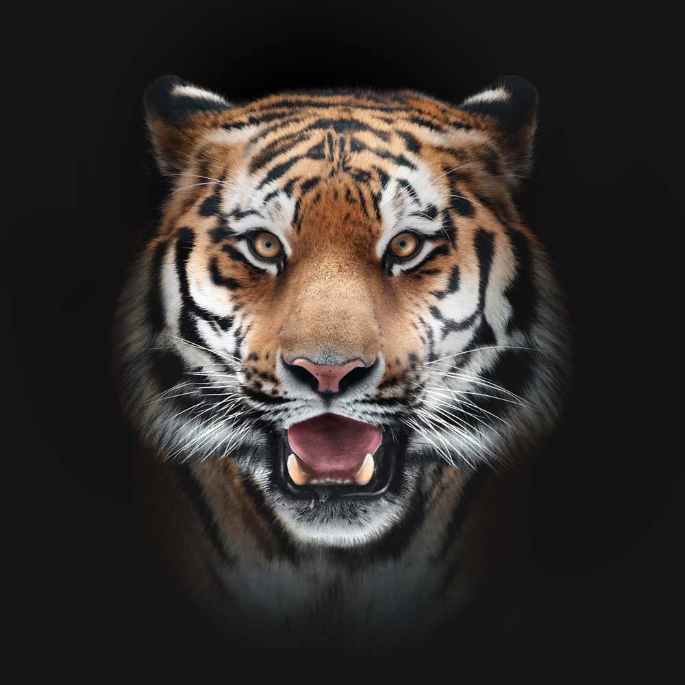 Front-Facing Tiger in Spotlight Printed Glass  Splashback - CreoGlass E-Shop