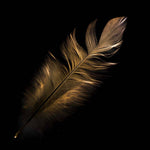 Gold Feather Printed Glass  Splashback - CreoGlass E-Shop