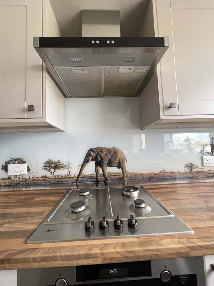 Grey Elephant in Safari Printed Glass Kitchen Splashback - CreoGlass E-Shop