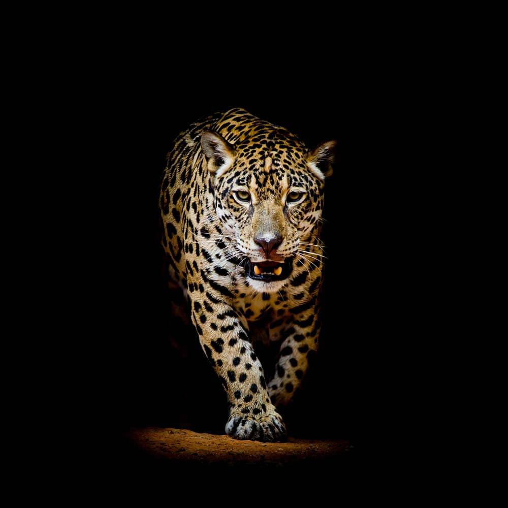 Leopard in Spotlight Printed Glass  Splashback - CreoGlass E-Shop