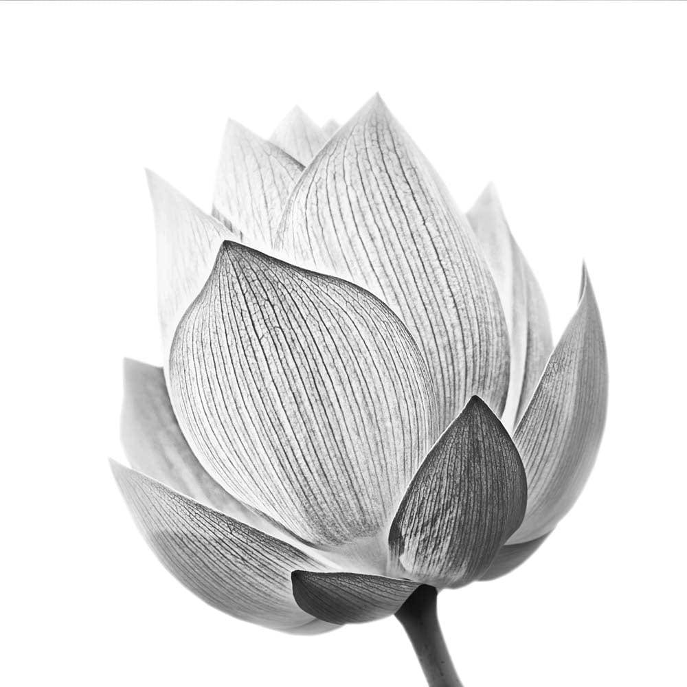 Lotus Black & White 2 Printed Glass  Splashback - CreoGlass E-Shop