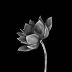 Lotus Black & White Printed Glass  Splashback - CreoGlass E-Shop