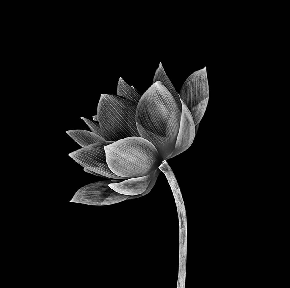 Lotus Black & White Printed Glass  Splashback - CreoGlass E-Shop