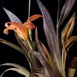 Orange Lily Printed Glass  Splashback - CreoGlass E-Shop