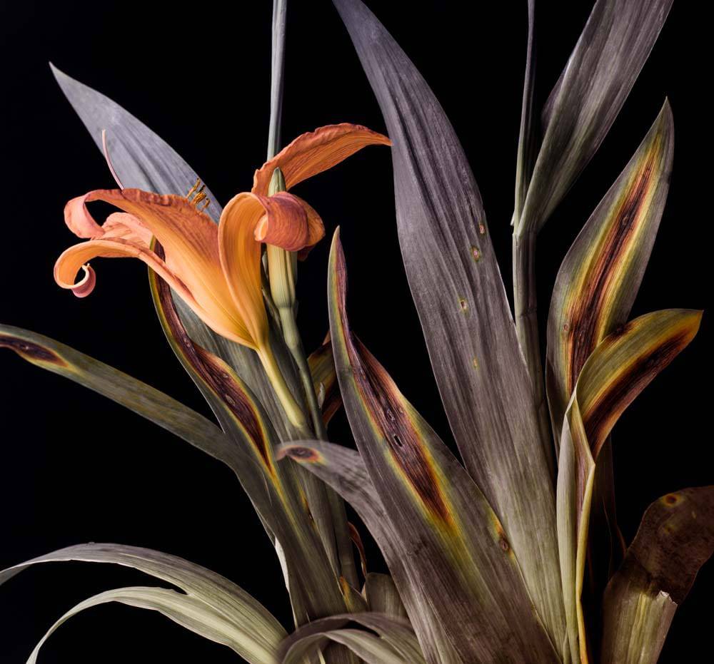 Orange Lily Printed Glass  Splashback - CreoGlass E-Shop