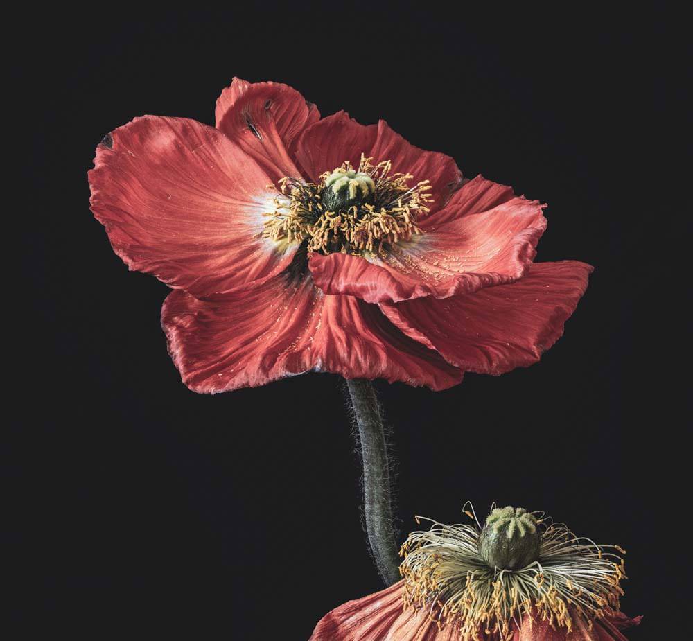 Poppy Printed Glass  Splashback - CreoGlass E-Shop