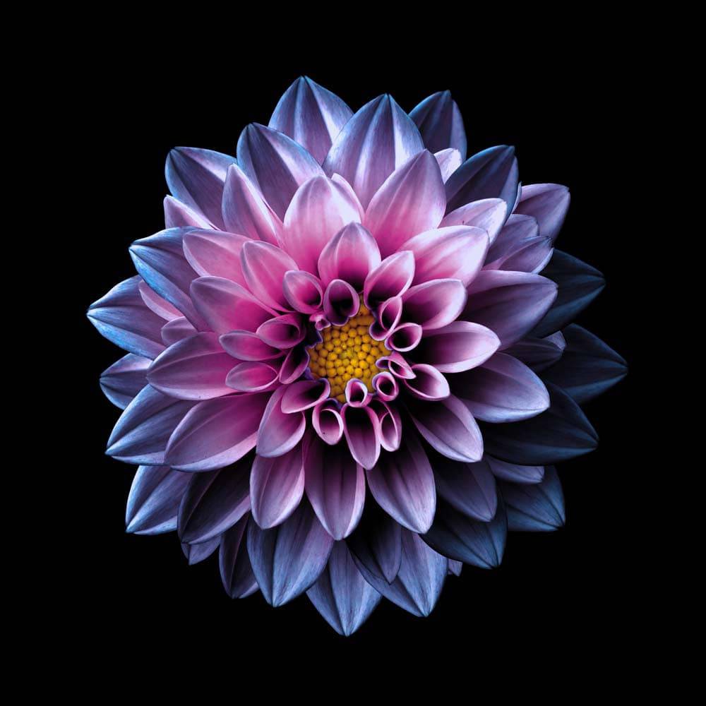 Purple Dahlia Printed Glass  Splashback - CreoGlass E-Shop