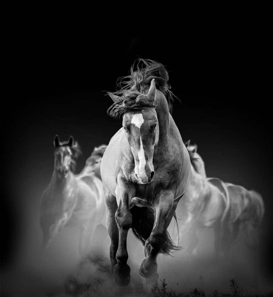 Running Horses Printed Glass  Splashback - CreoGlass E-Shop