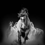 Running Horses Printed Glass  Splashback - CreoGlass E-Shop