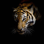 Side-Facing Tiger Printed Glass  Splashback - CreoGlass E-Shop