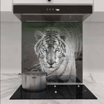 Tiger with Blue Eyes Printed Glass  Splashback - CreoGlass E-Shop