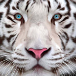 White Tiger Printed Glass  Splashback - CreoGlass E-Shop