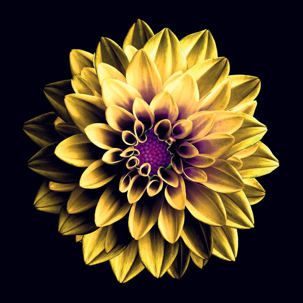 Yellow and Purple Dahlia Printed Glass  Splashback - CreoGlass E-Shop